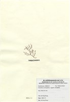 藏品(傘房龍鬚菜)的圖片